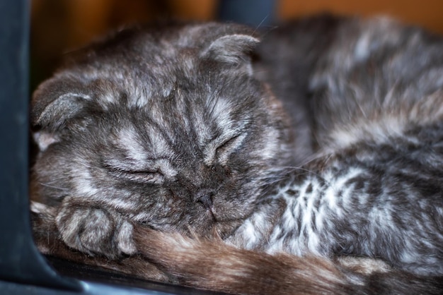 Closeup of a Felidae cat sleeping peacefully with closed eyes and grey fur