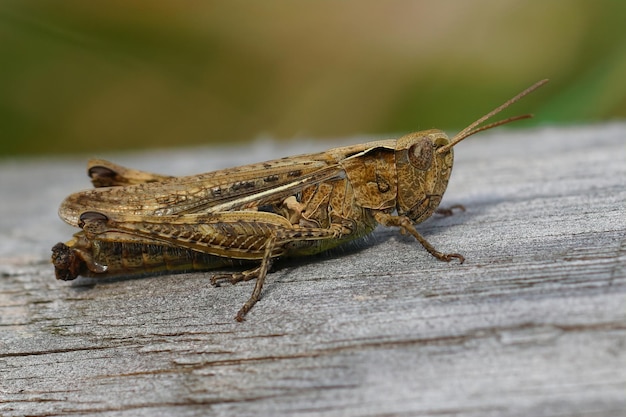 Photo closeup on a female bowwinged grasshopper chorthippus biguttul