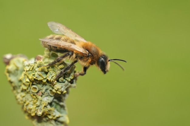 Photo closeup on a female chocolate mining bee andrena carantonica sitting on a twig in the field