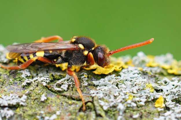 Closeup of a female of the colorful orange horned nomad cuckoo bee on the lichens