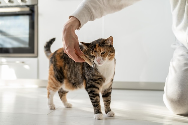 コーミングウールをグルーミングする床の猫愛好家のブラシで女性のコーミングファー猫のクローズアップ