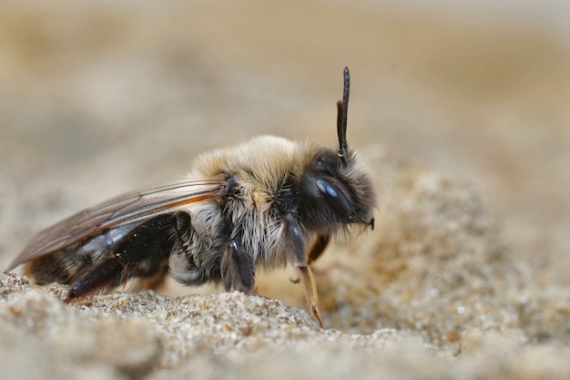 Foto primo piano di un'ape mineraria dal dorso grigio femminile, andrena vaga, a terra