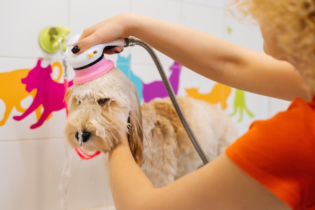 Closeup of female groomer washing head of obedient curlyhaired labradoodle dog with shower sprayer