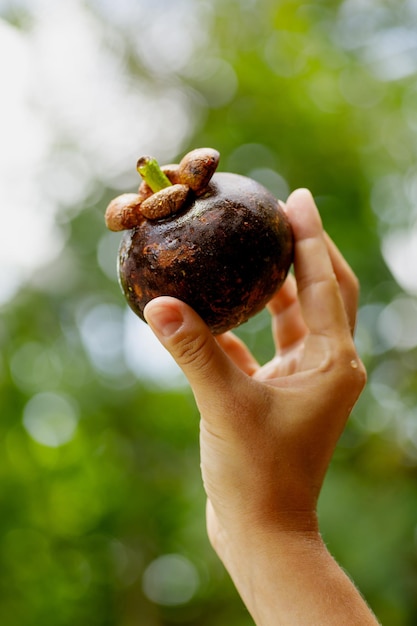 Closeup of female hand with fresh and ripe mangosteen