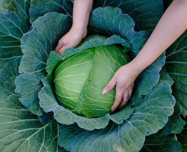 Primo piano delle mani femminili che raccolgono le teste di maturazione del cavolo grande fresco verde che crescono nel campo dell'azienda agricola