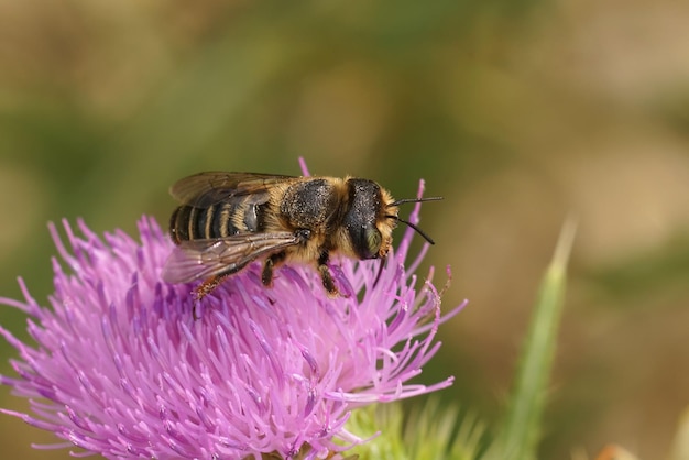 Closeup on a female Horned woodborer solitary be, Lithurgus cornutus on a purple thistle flower