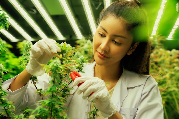 Closeup female scientist cutting gratifying cannabis plant in curative farm