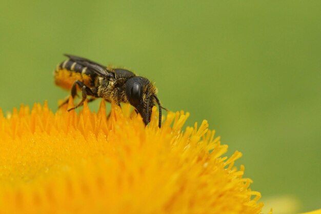 Closeup of a female small resin bee Heriades Truncorum in the garden