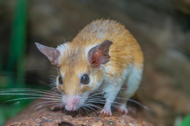 Closeup female spiny mouse Acomys cahirinus breastfeed the offspring