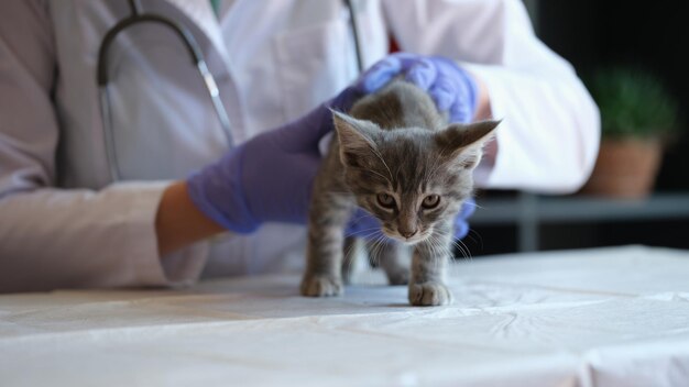 Крупный план женского ветеринара, осматривающего маленького серого котенка в клинике, медицинский осмотр кошки в