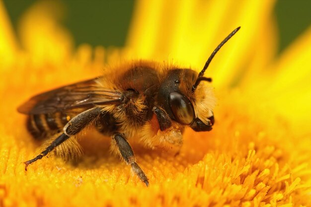 Closeup on a female willughbys leafcutter bee megachile willughbiella sitting on a yellow flower of inula officinalis in the garden