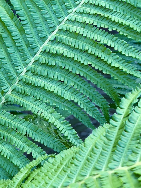 日光の下でのシダの葉またはPolypodiopsidaまたはPolypodiophyta植物のクローズアップ