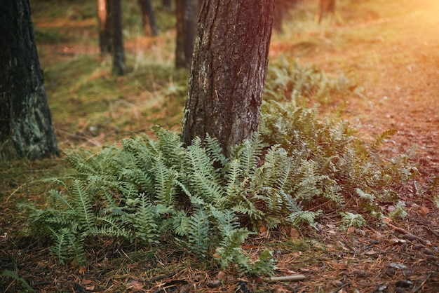 Closeup of a fern leaf in the sunset forest