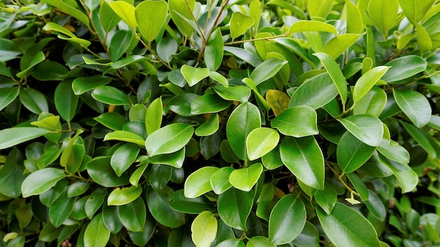 Closeup of ficus leaves Bright green fence decorative tree leaves of garden or park