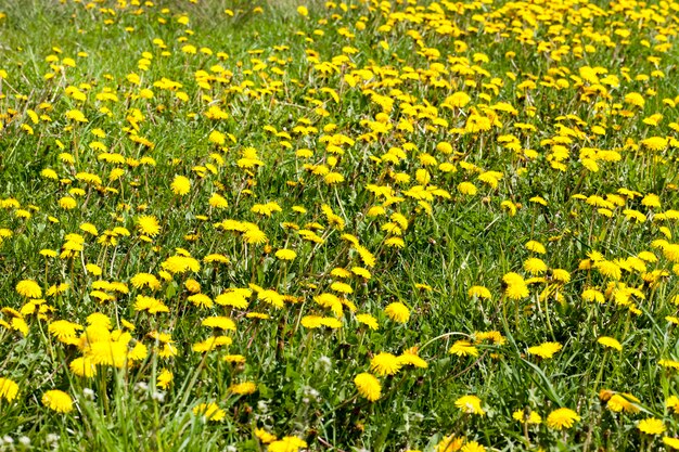 Closeup field of green grass and blooming yellow flowers dandelions in spring, wilderness