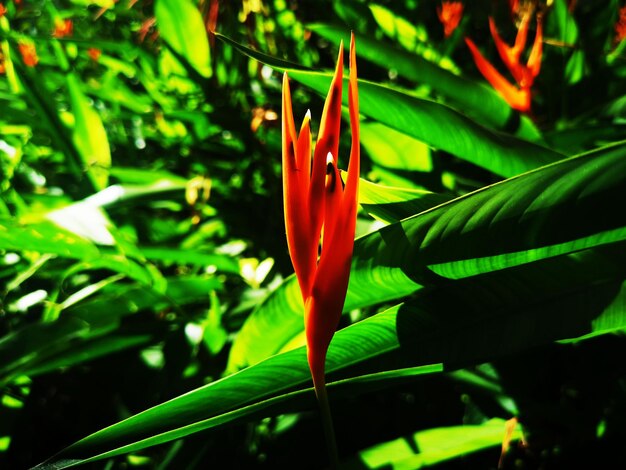 Photo a closeup of a field of red yellow orange pink with green stem and leaf heliconia psittacorum