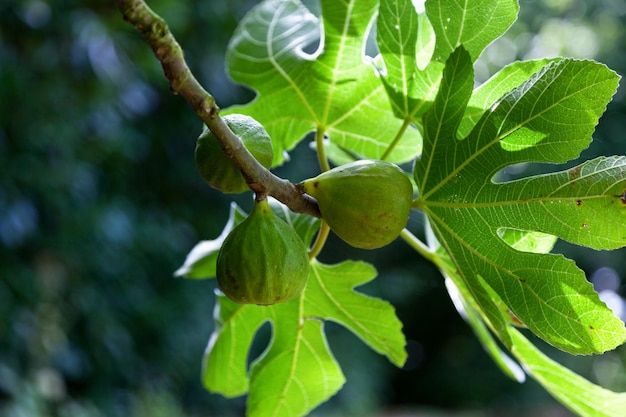 Closeup on figs still hanging from the tree