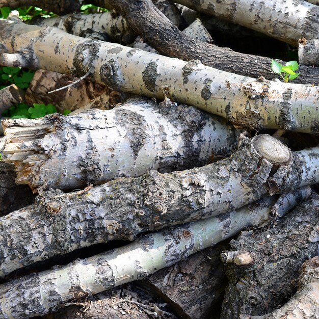 Closeup of firewood from old poplar with rough white bark