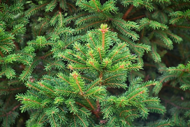 Primo piano della composizione di rami di albero di firneedle come texture di sfondo