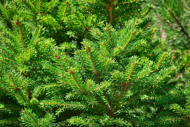 Primo piano della composizione di rami di albero di firneedle come texture di sfondo