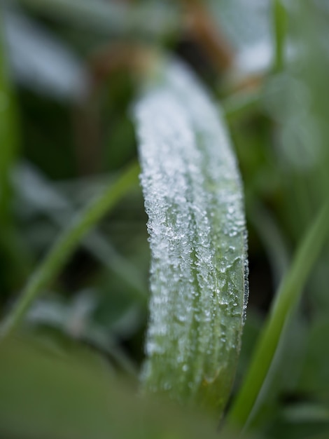 Foto primo piano del primo gelo su un filo d'erba frost texture. cornice da foglie di piante sfocate