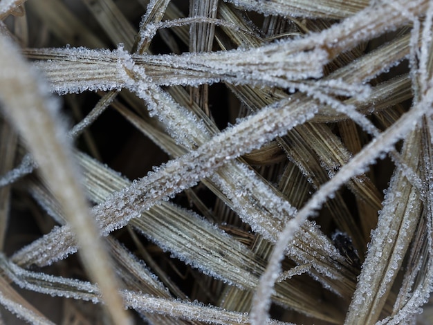 Photo a closeup of the first frost on the withered yellow grass.grass and frost texture. view from above