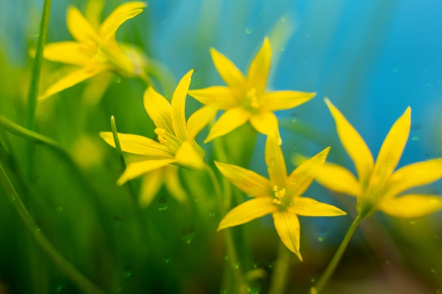 Closeup of five yellow flowers with raindrops