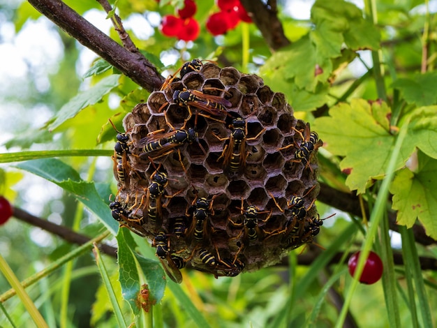 Closeup of a flat wasp nest with wasps and larvae