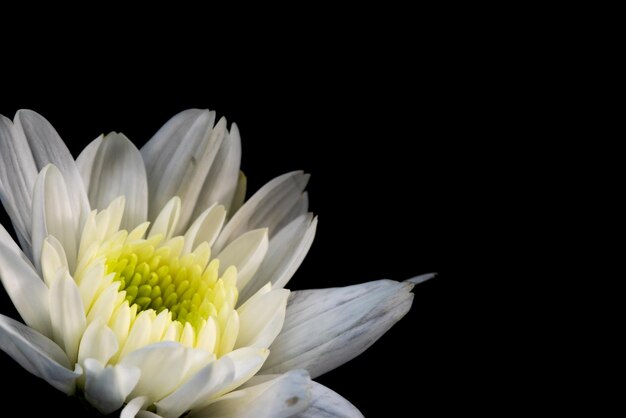 Closeup flower on black background There are have white color petals Dark tone