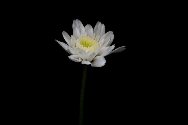 Closeup flower on black background There are have white color petals Dark tone