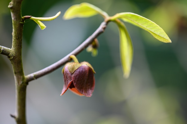 春のアシミナの木の花のつぼみのクローズアップ。