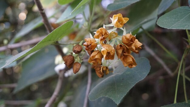 Closeup of flower Dombeya reclinata or Mahot Rouge