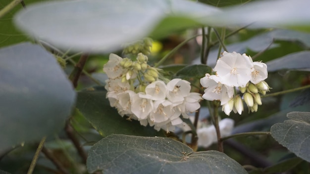 Closeup of flower Dombeya reclinata or Mahot Rouge