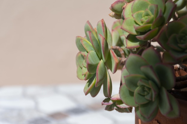 Closeup of the flower of an echeveria elegans