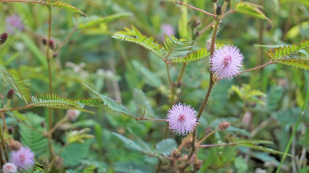 Closeup of flower of Mimosa pudica The sensitive plant sleepy plant with green foldable leaves background