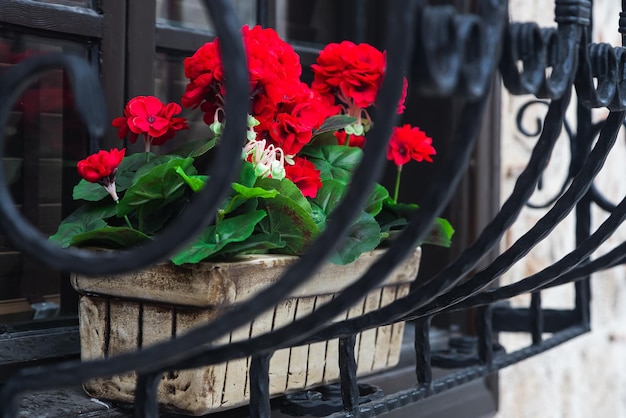 Closeup of a flower pots against stone building