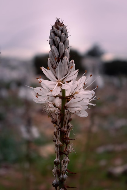 Closeup of flower in the serrania of Ronda Malaga Spain