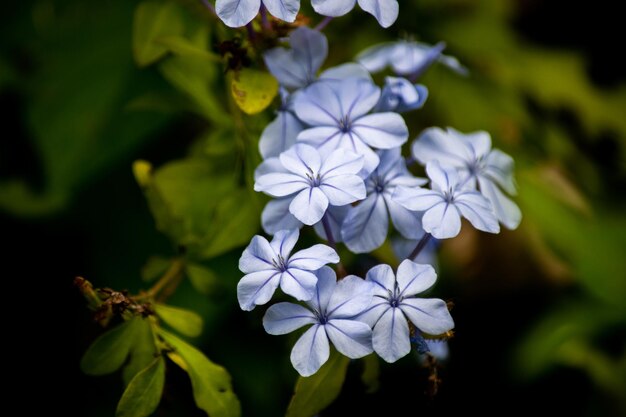 Closeup of the flower of a sky jasmine