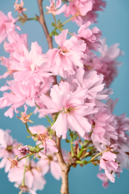 Closeup of a flower with a blue background