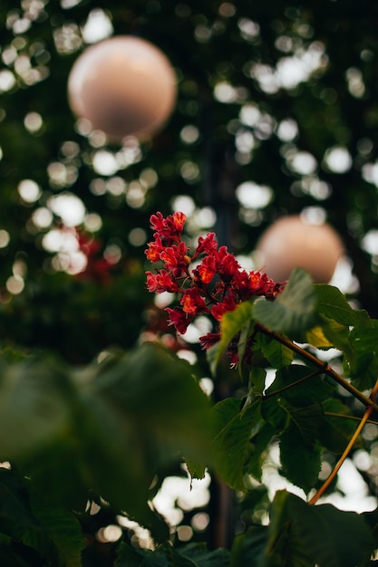 Closeup on a flowering chestnut tree