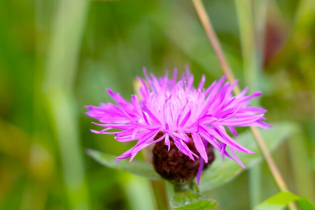 Closeup of a flowering cornflower in a meadow in the summer