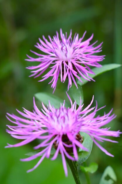 牧草地で開花ヤグルマギクのクローズ アップ