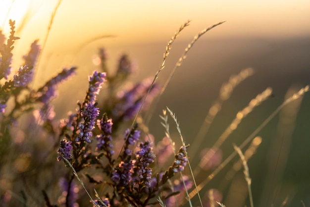 Closeup of a flowering heather plant in yorkshire landscape at sunset