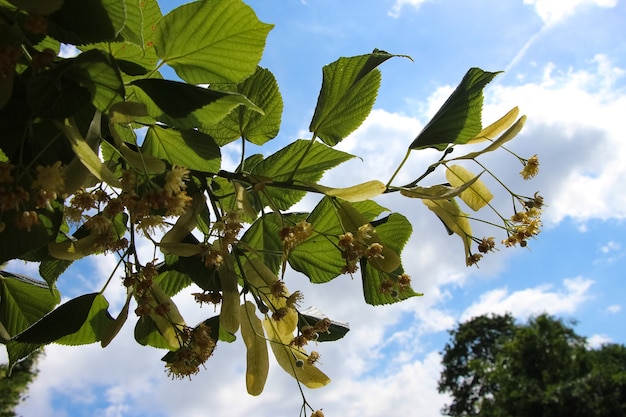 空を背景に開花ライムの枝のクローズアップ