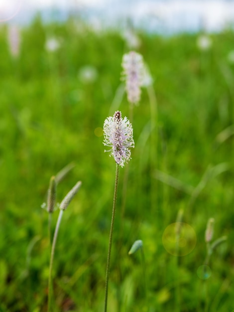 Крупный план цветущего подорожника Реберного подорожника Малого подорожника Plantago lanceolata