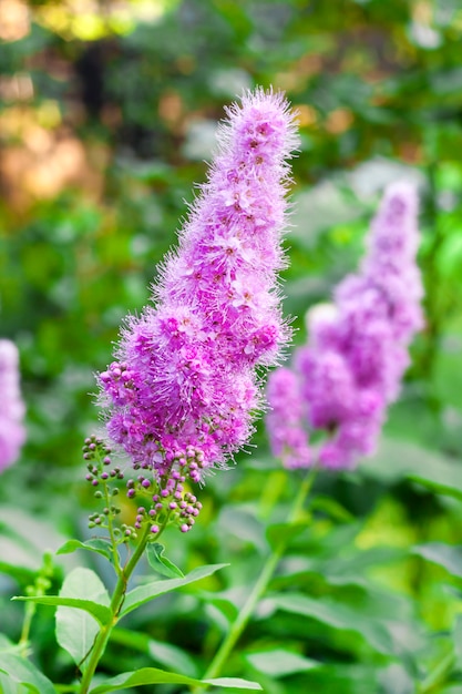 Primo piano del salice-erba di fioritura (salicifolia dello spiraea) nel giardino