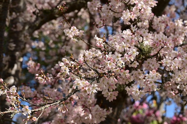 Closeup of flowers blooming on a tree in a garden in Victoria British Columbia Canada