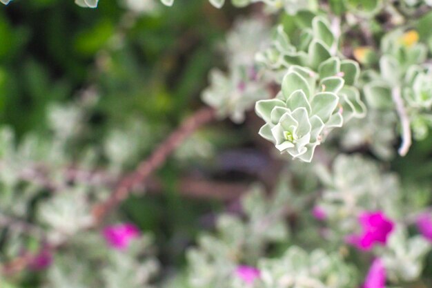 Closeup of flowers on a Blossom Purple Sage Texas Ranger Silverleaf