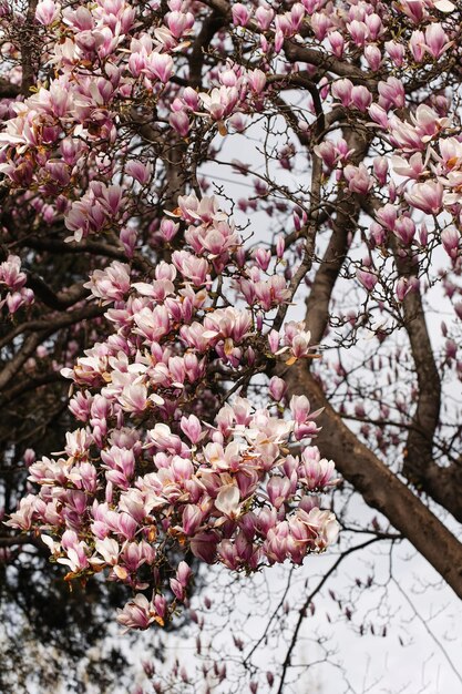 Closeup of the flowers of a Chinese magnolia tree