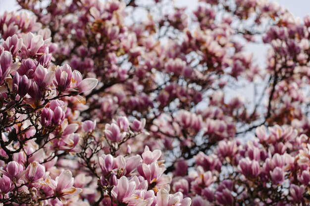 Closeup of the flowers of a Chinese magnolia tree